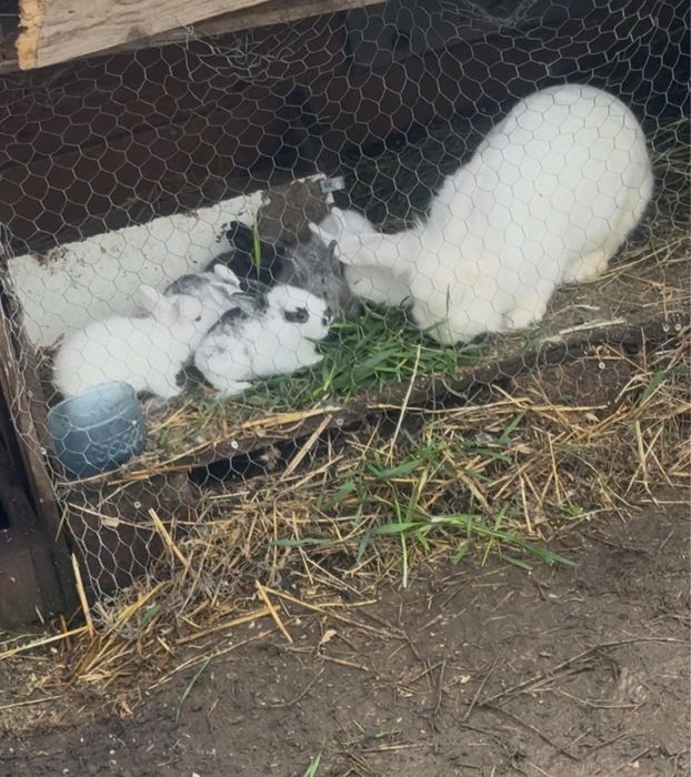 Vand iepurasi (cadouri pentru paste )