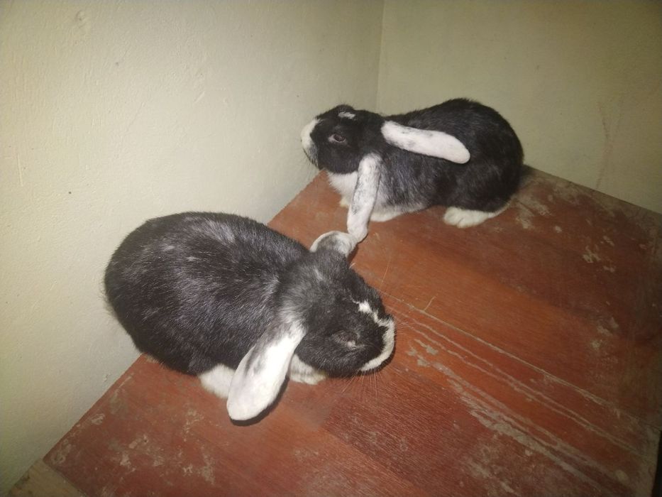 Vesavoʻylar baranlar sotiladi