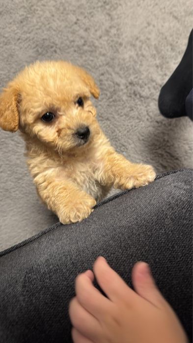 Catelusa Maltipoo 9 saptamani