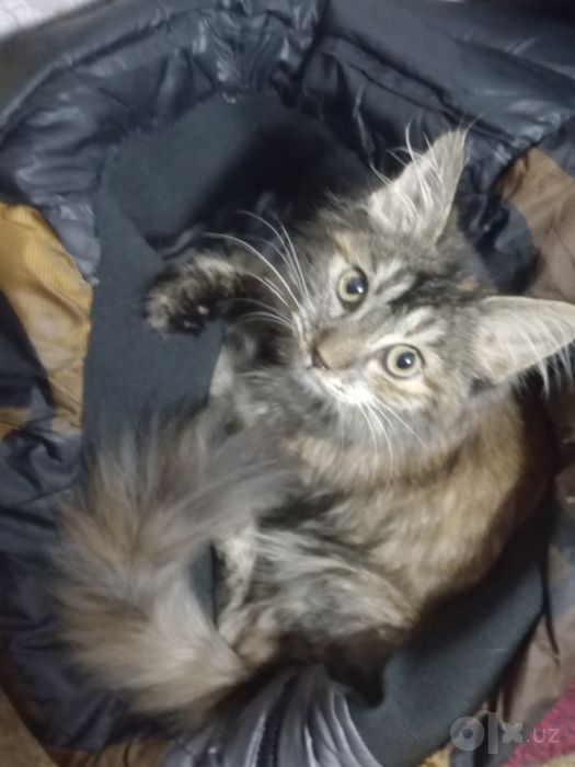 Котёнок девочка бесплатно