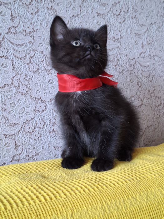 Котенок ищет семью