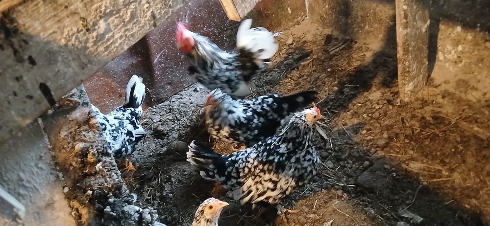 Vând familii de găinuse Americanii