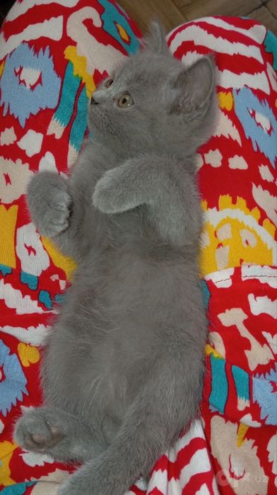 Chaqqon mushuk .