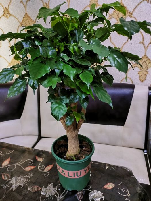 Комнатные растения. Есть доставка