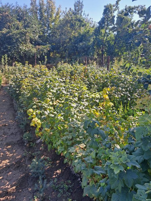 Продаи саденцы черной смородины