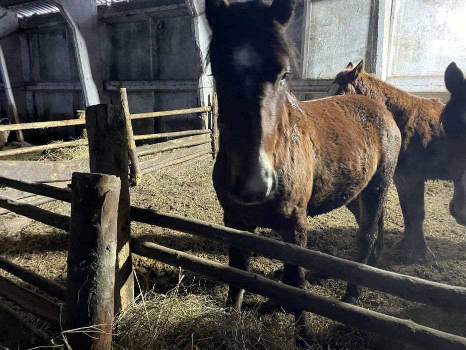 Продам жеребец айгыр