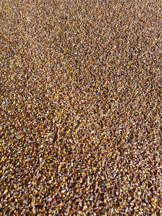 Porumb boabe recolta 2024