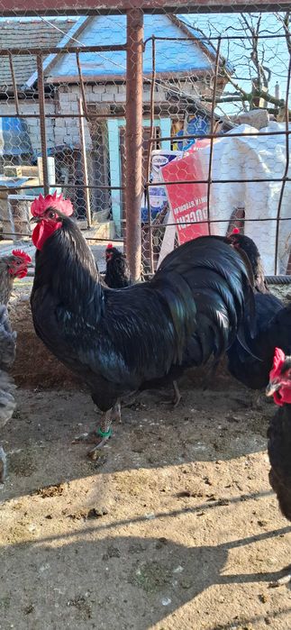 Cocos australorp de vanzare