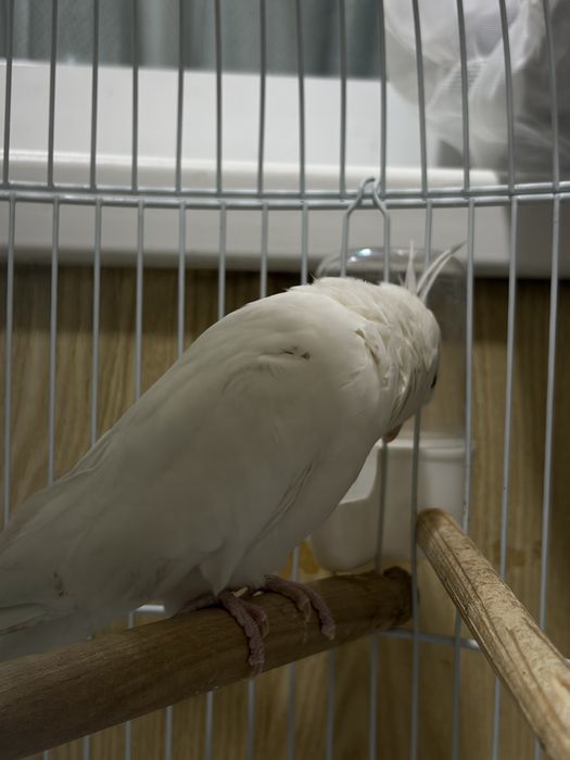 Корелла  попугай параси