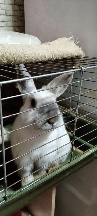 Кролик декаративный