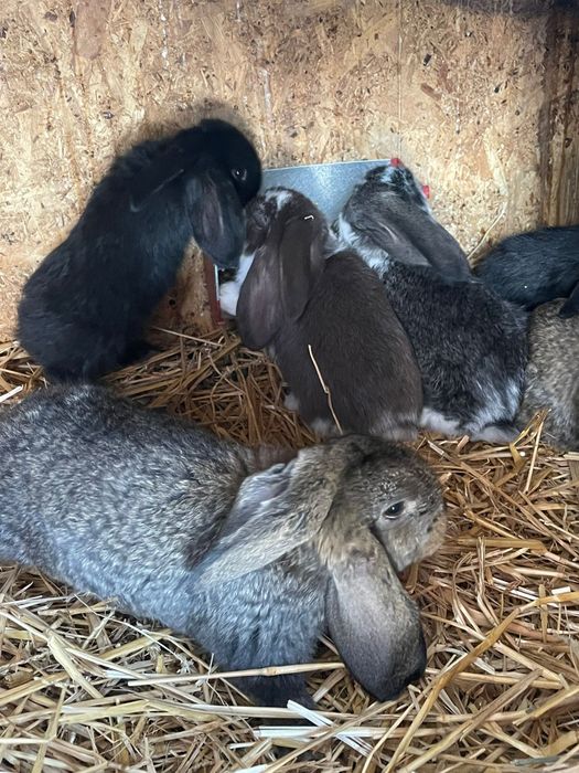 Vând iepuri gerbec uriaș german