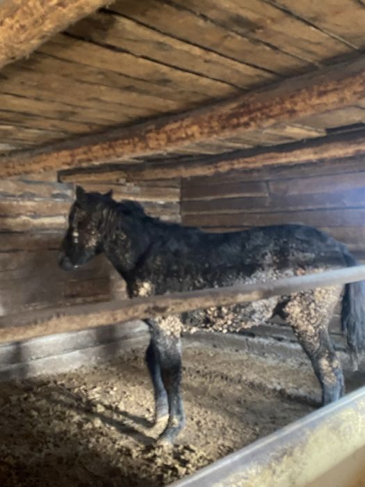 Откормда тұрған құнан