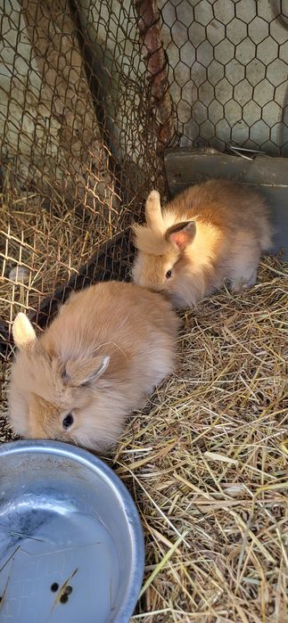 Mascul iepuras cap de leu pitic