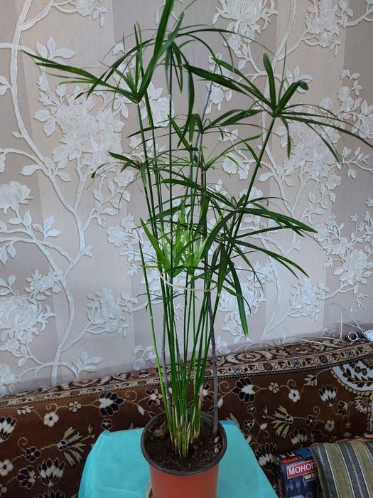 Циперусы большие