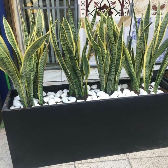 Jardiniere metalice