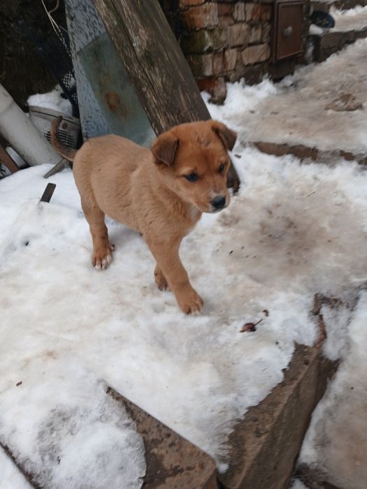 Щенки помесь доберман и ретривер.