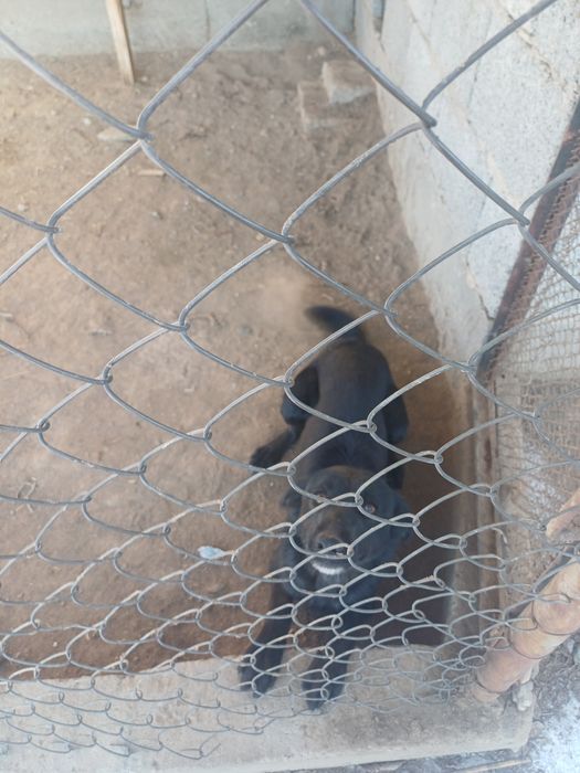 Отдам сабаку кабель еркек