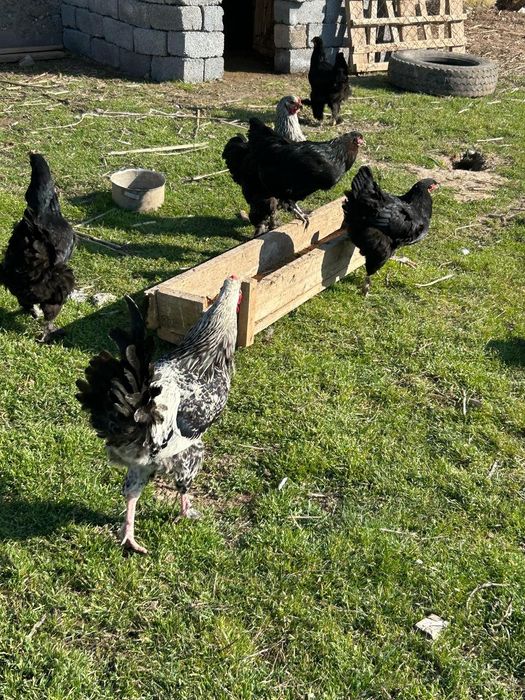 Тауықтар сатылады 7мыңнан