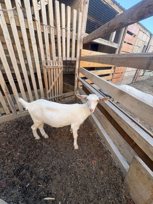 Занен ешкі лағымен сатылады