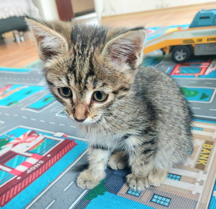 Котёнок табби крыселов