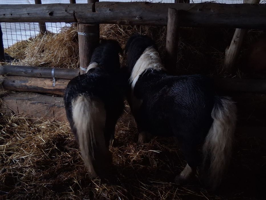 Vând armăsari de ponei