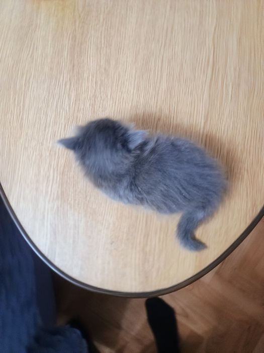 Отдам котенка в добрые руки