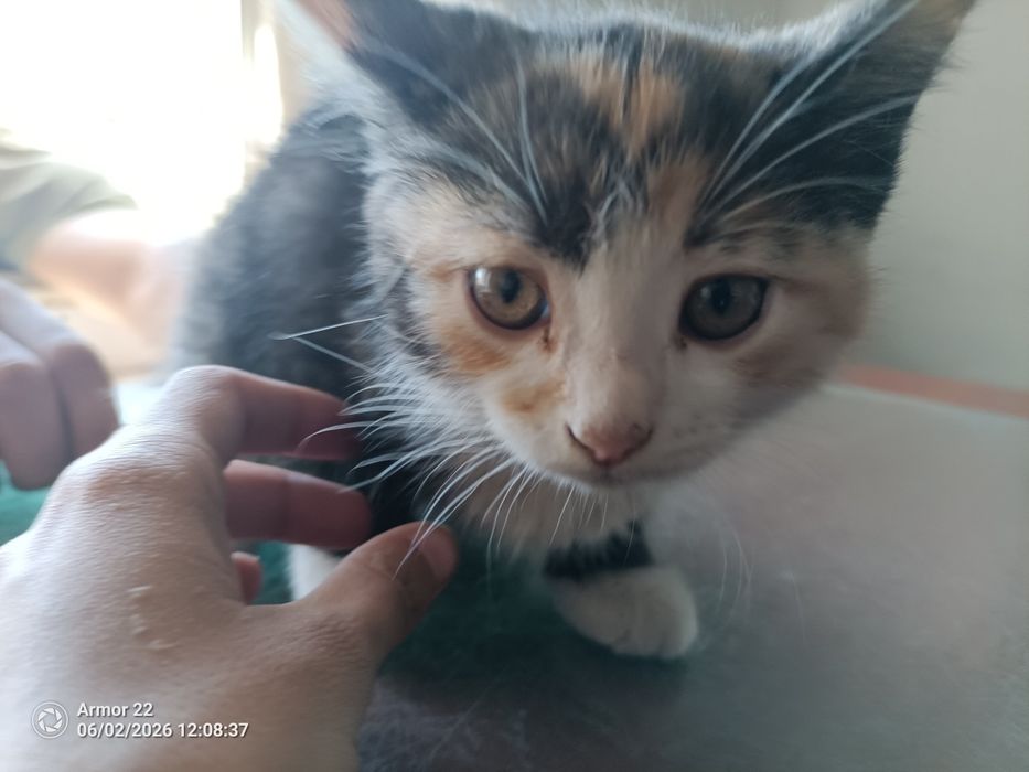 Отдадим котят, бесплатно.