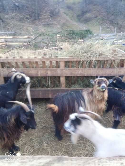 Vând capre și țapi