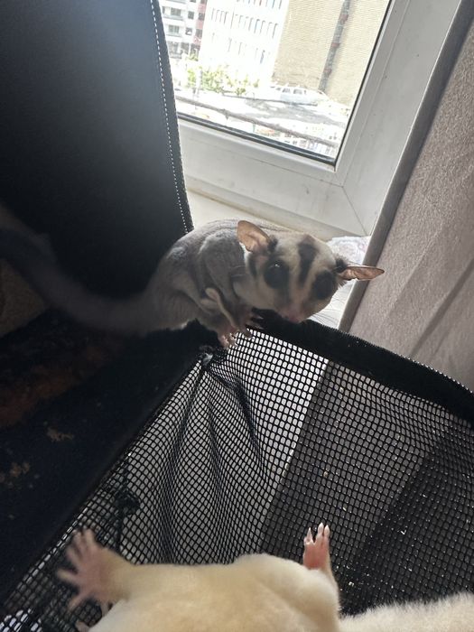 Veverița sugar glider