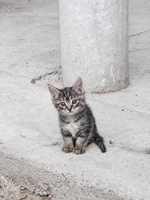 Котята даром, в добрые руки