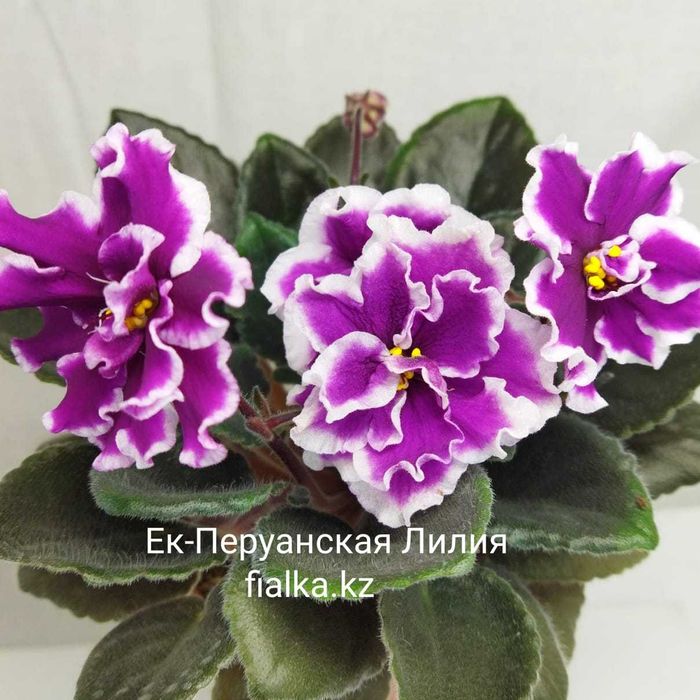 Сортовые фиалки!