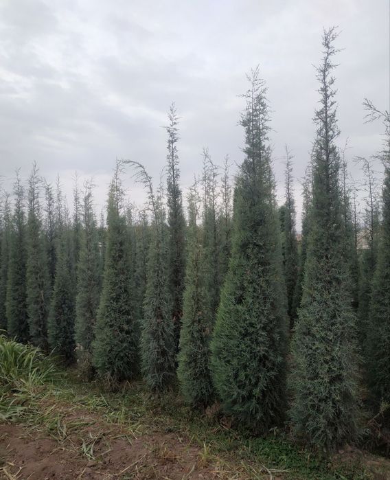 Галулубой кипарис