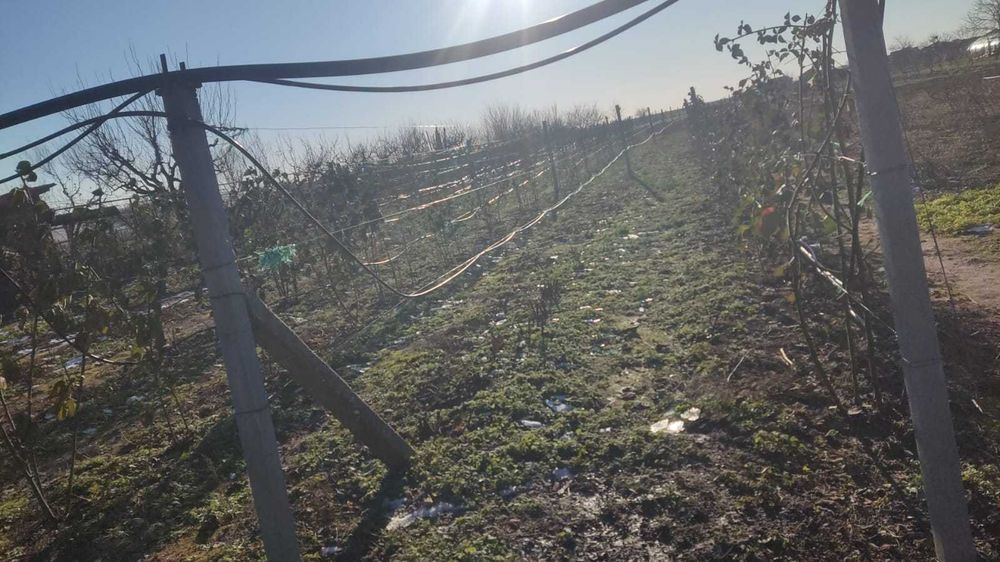 Folie de mulcire si furtun pentru irigatii prin picatura