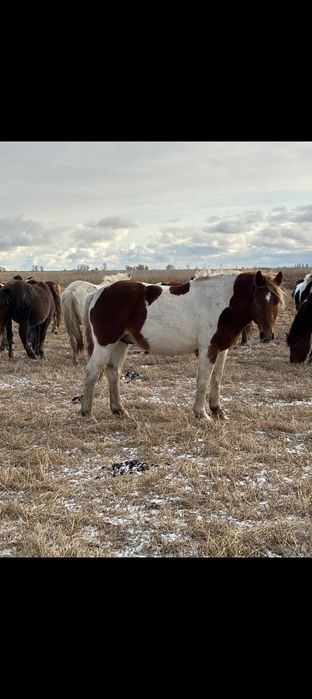 Продам Айгыр 7 лет