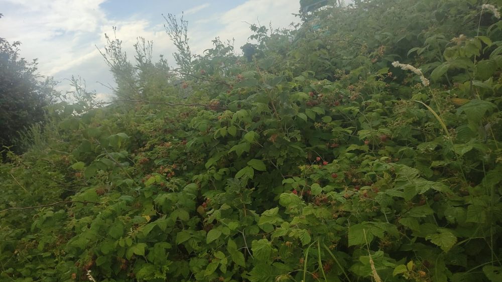 Сдам дачу на сезон бухтарма
