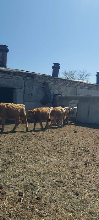 Ургашы баспактар сатылады