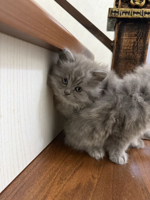 Мушуклар сотилади зотдор овкат йиди лоток билади