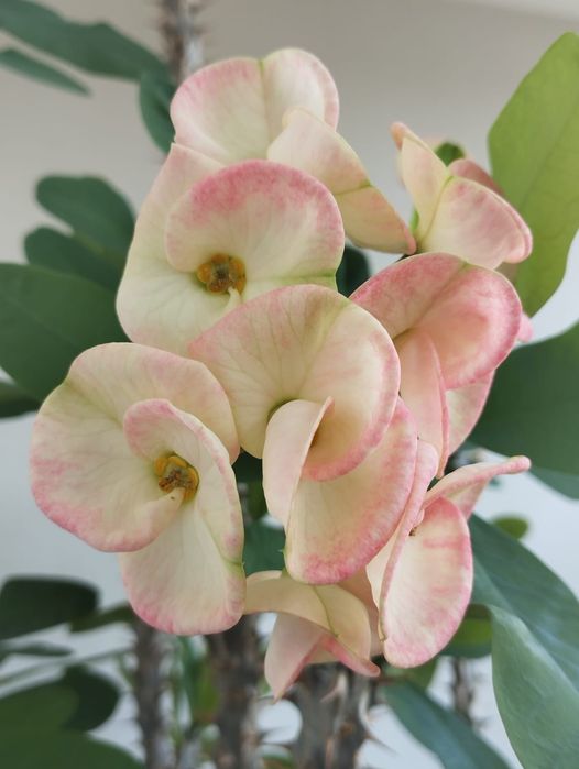 Молочай крупноцветковый