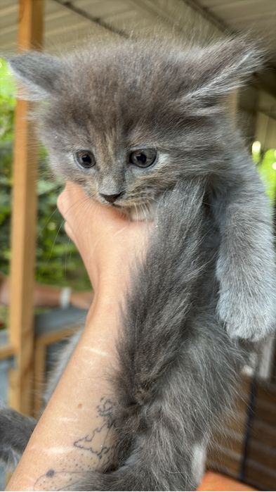 Котенок, Мейн-Кун