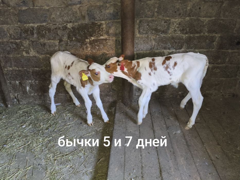 Продам бычков симментальской породы