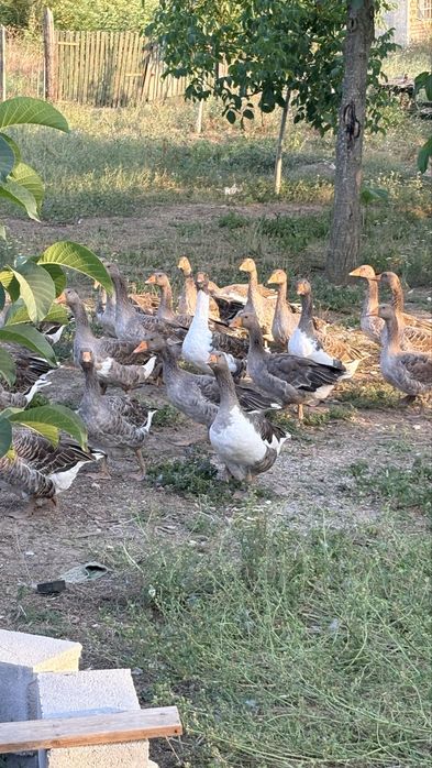 Домашно отглеждани гъски