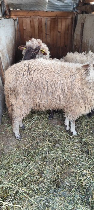 Vând 2 oi  foarte frumoase