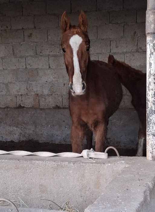 Тайлар сатылады 2 бас