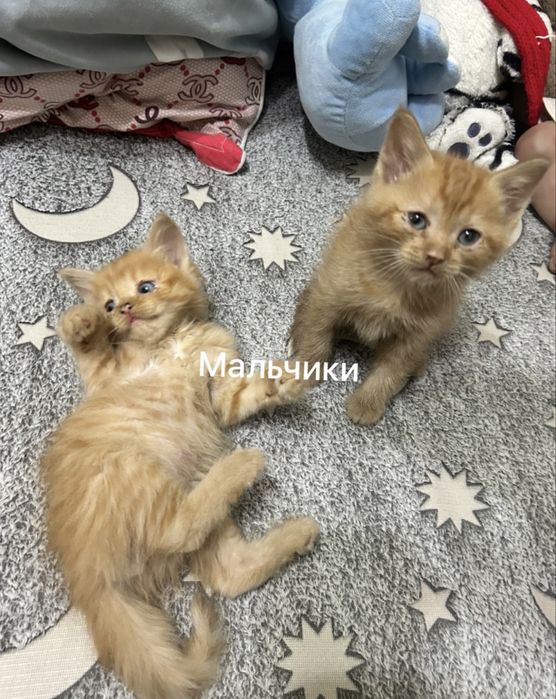 Очаровательные котята ждут хозяина