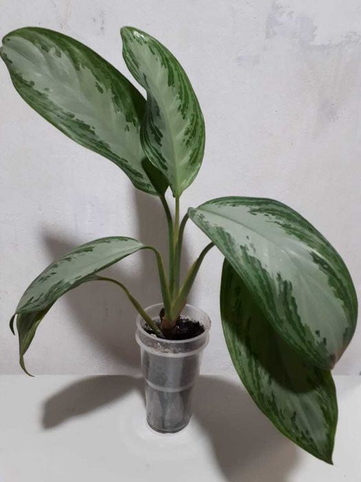 Аглаонема (Aglaonema)
