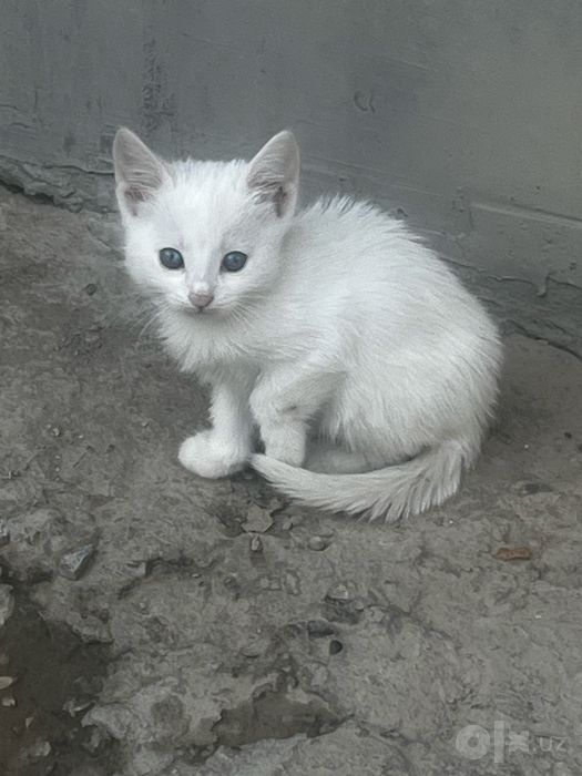 Котята бесплатно в добрые руки!