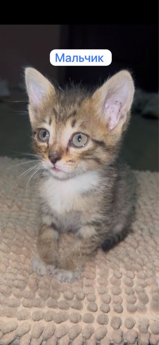 Котята 1.5 месяца