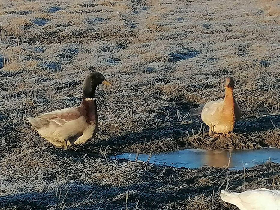 Rațe, diferite feluri, gâște, bibilici de vânzare. Iași