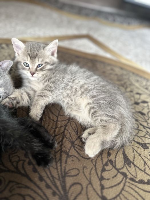 Британские котята,