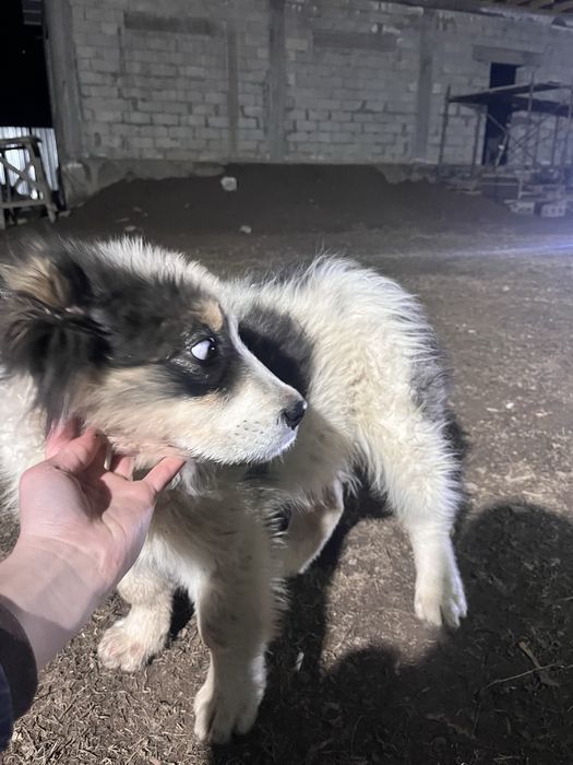 Күшік сатылады 2,5ай линисы мощь